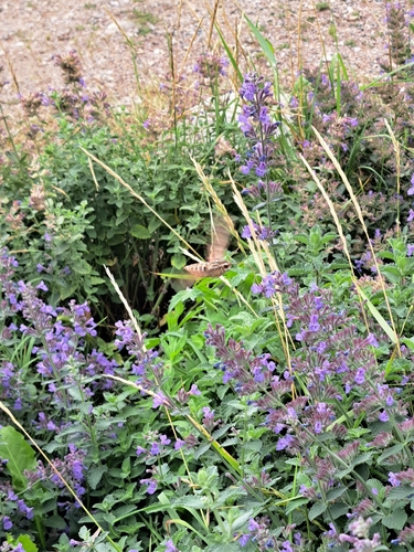 White-lined Sphinx