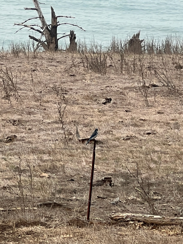 iNaturalist observation photo of California Scrub-Jay