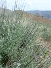 Artemisia cana