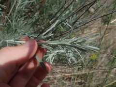 Artemisia cana