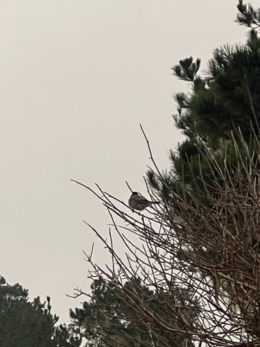 iNaturalist observation photo of Dark-eyed Junco