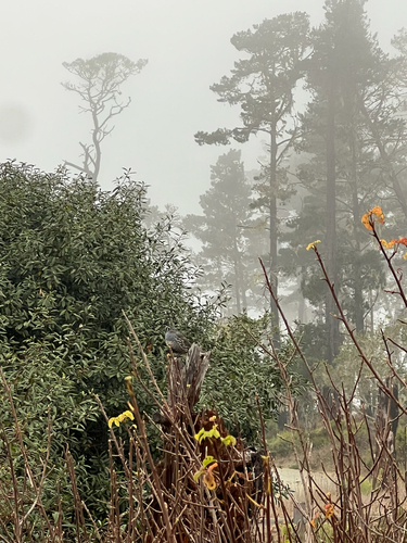 iNaturalist observation photo of California Quail