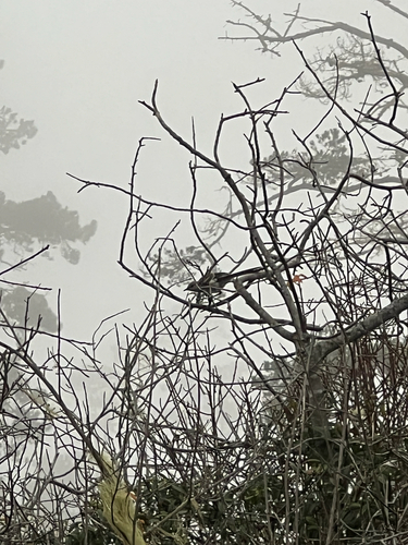 iNaturalist observation photo of Northern Mockingbird