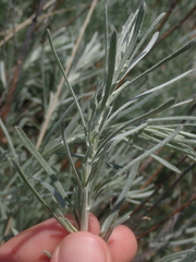 Artemisia cana