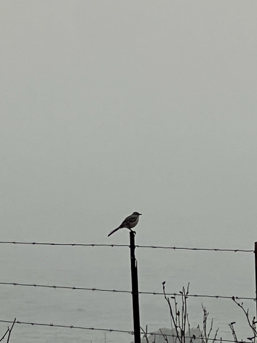 iNaturalist observation photo of Northern Mockingbird