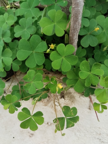 Creeping Woodsorrel