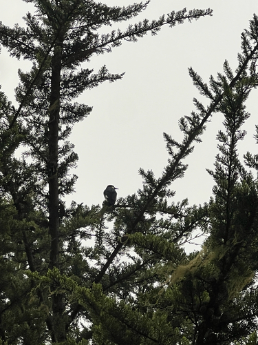 iNaturalist observation photo of Acorn Woodpecker