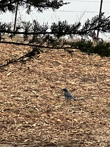 iNaturalist observation photo of California Scrub-Jay