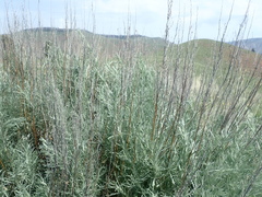 Artemisia cana