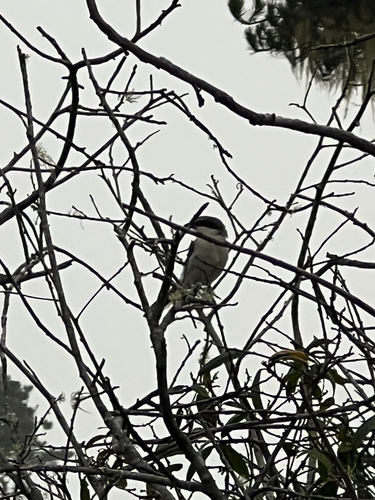 iNaturalist observation photo of Loggerhead Shrike