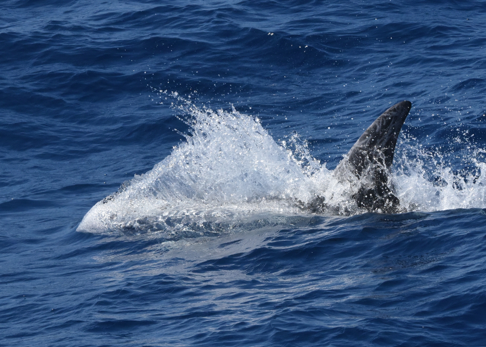 Grampus griseus