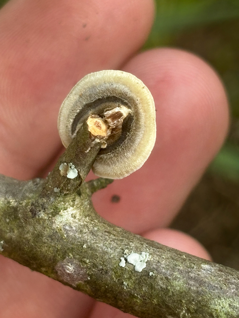 turkey-tail · August 2026 · photo: Photo: (c) Chris Stahl, some rights reserved (CC BY) · iNaturalist