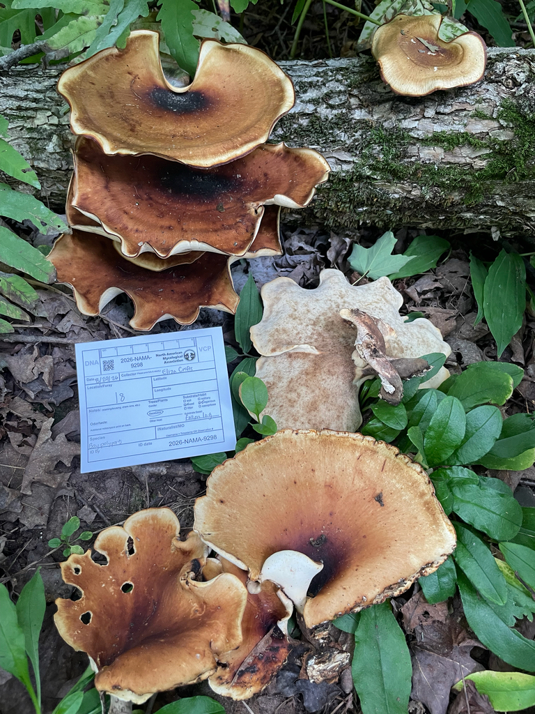 Bay Polypore · August 2026 · photo: Photo: (c) Eliza Crofts, some rights reserved (CC BY) · iNaturalist