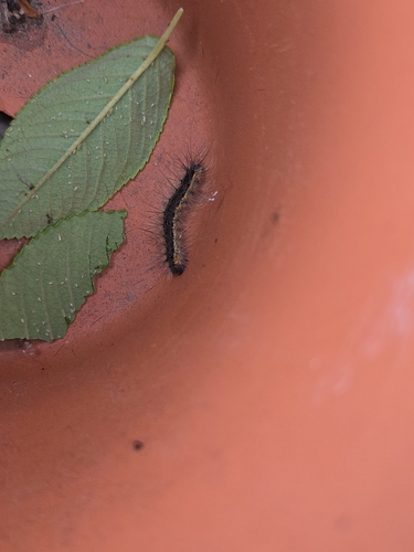 Fall Webworm Moth
