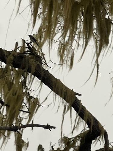 iNaturalist observation photo of California Scrub-Jay