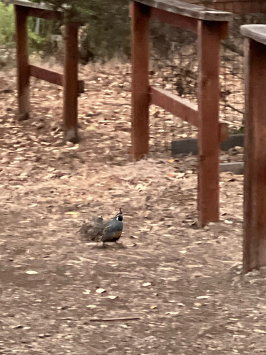 iNaturalist observation photo of California Quail
