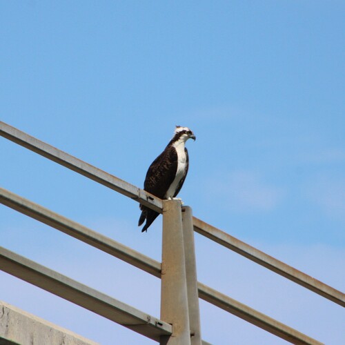 iNaturalist observation photo of Osprey