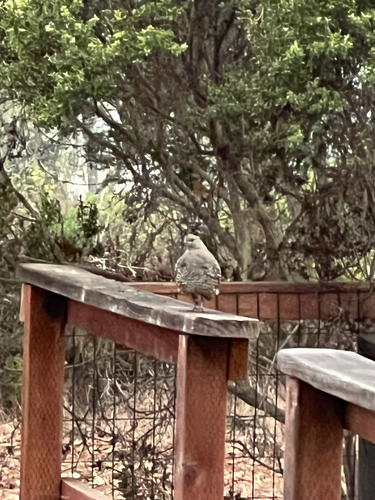 iNaturalist observation photo of California Quail