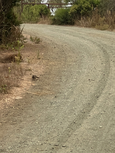 iNaturalist observation photo of California Towhee