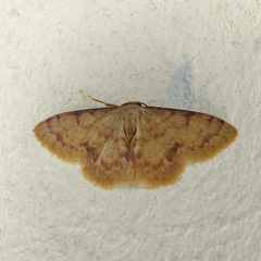 Idaea impexa