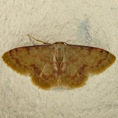 Idaea impexa