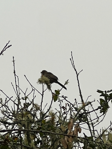 iNaturalist observation photo of Spotted Towhee