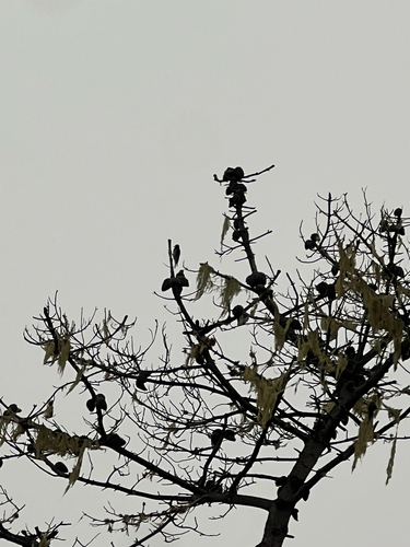 iNaturalist observation photo of Acorn Woodpecker