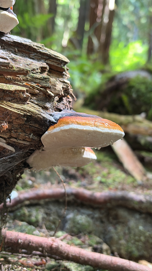 Northern Red Belt · August 2026 · photo: Photo: (c) Victor V, some rights reserved (CC BY-SA) · iNaturalist