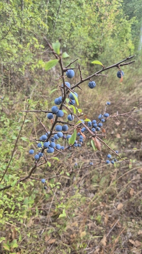 Blackthorn