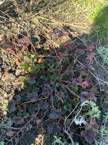 Pelargonium inodorum, photograph 2
