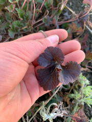 (c) Liadan Dickie, some rights reserved (CC BY) Pelargonium inodorum, photograph (c) Liadan Dickie, some rights reserved (CC BY)
