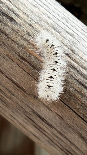 Hickory Tussock Moth
