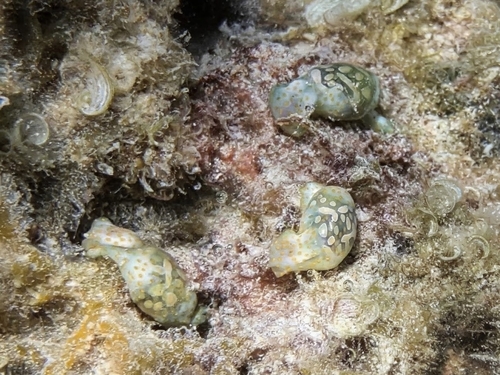 Haminoea cymbalum observed 2026-08-28