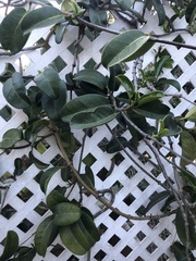 Stephanotis floribunda