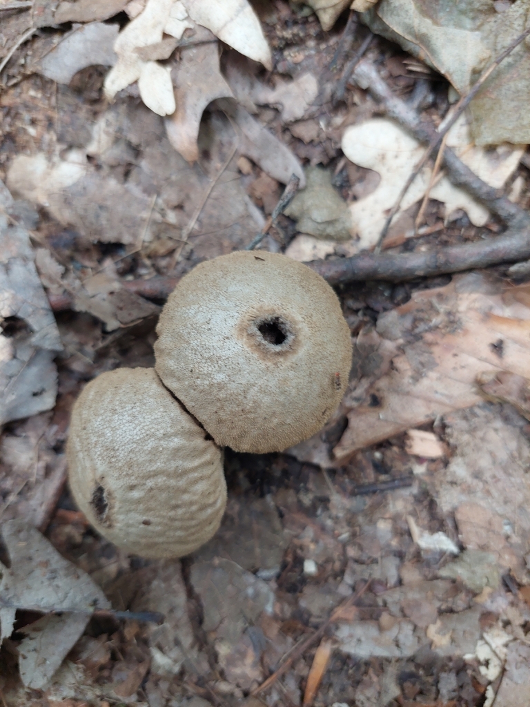 common puffball · August 2026 · photo: Photo: (c) Bhel, some rights reserved (CC BY) · iNaturalist