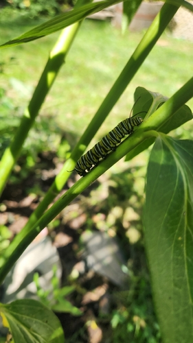 Monarch