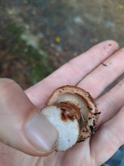Tricholoma
