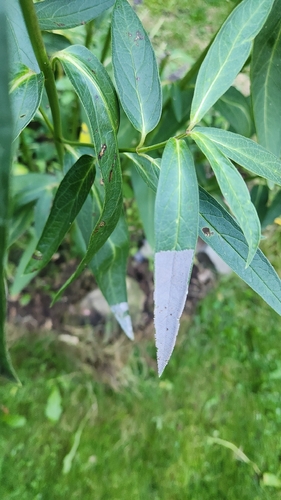 Insects