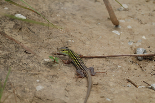 Six-lined Racerunner