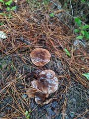 Tricholoma