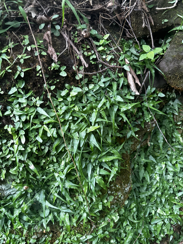 Asplenium rhizophyllum, photograph 6