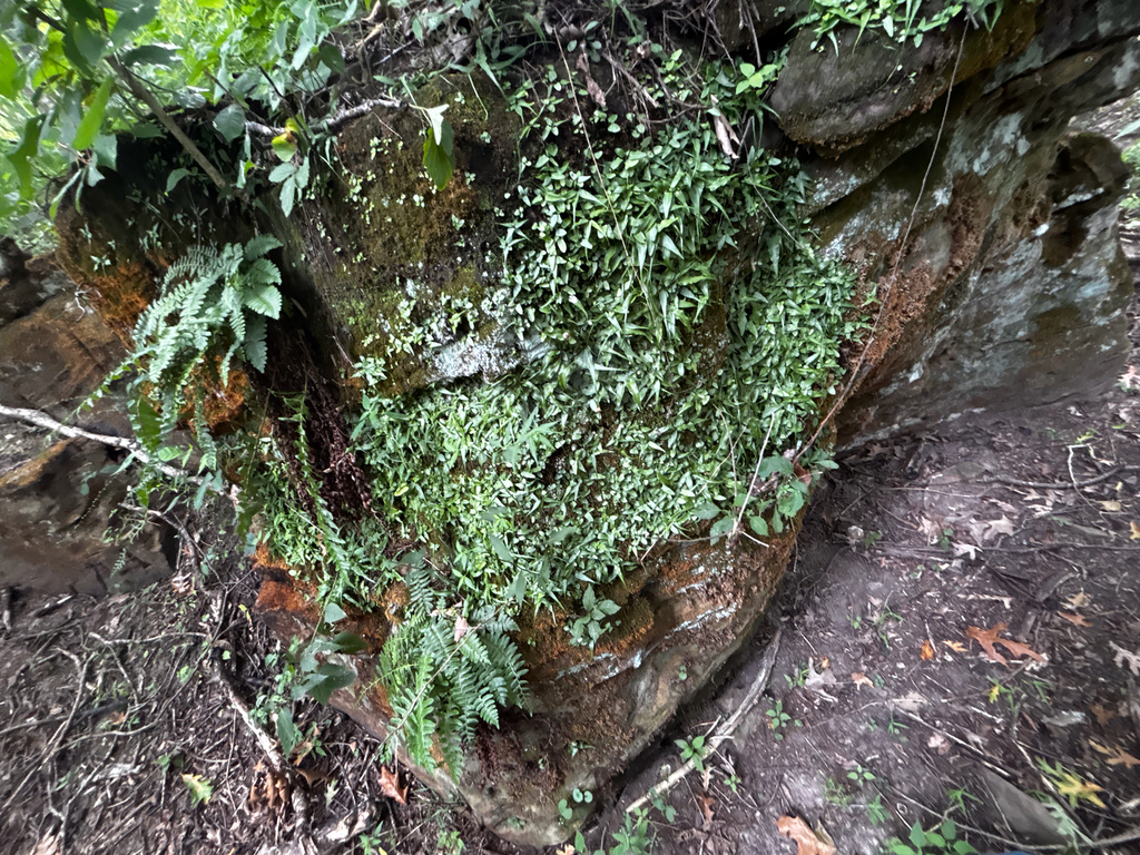 Asplenium rhizophyllum; photograph (c) Chris Stahl, some rights reserved (CC BY)