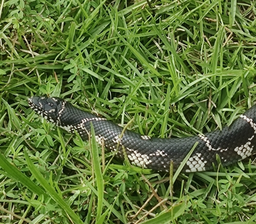 Eastern Kingsnake
