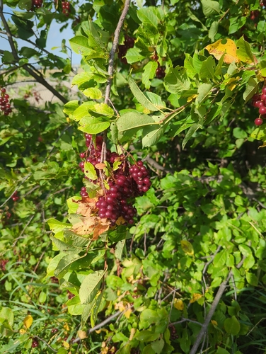 chokecherry