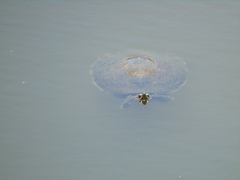 Trachemys ornata