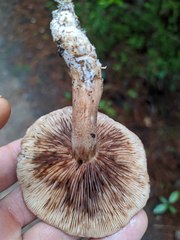 Tricholoma