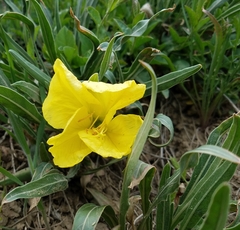 Oenothera howardii