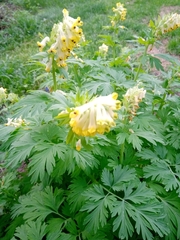 Corydalis nobilis