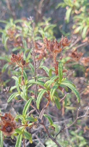 Cistus monspeliensis, photograph 6