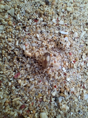 Excirolana orientalis